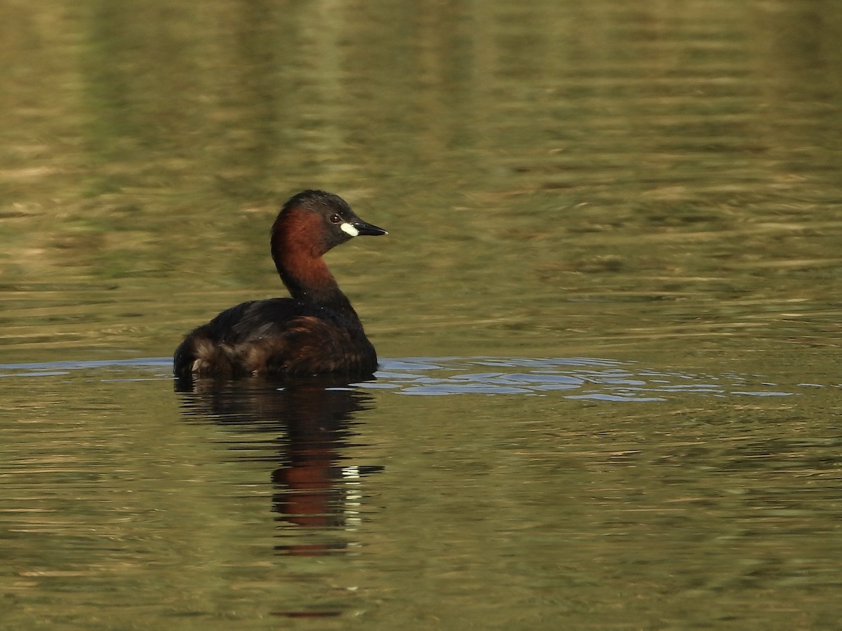 Little Grebe - ML616725194