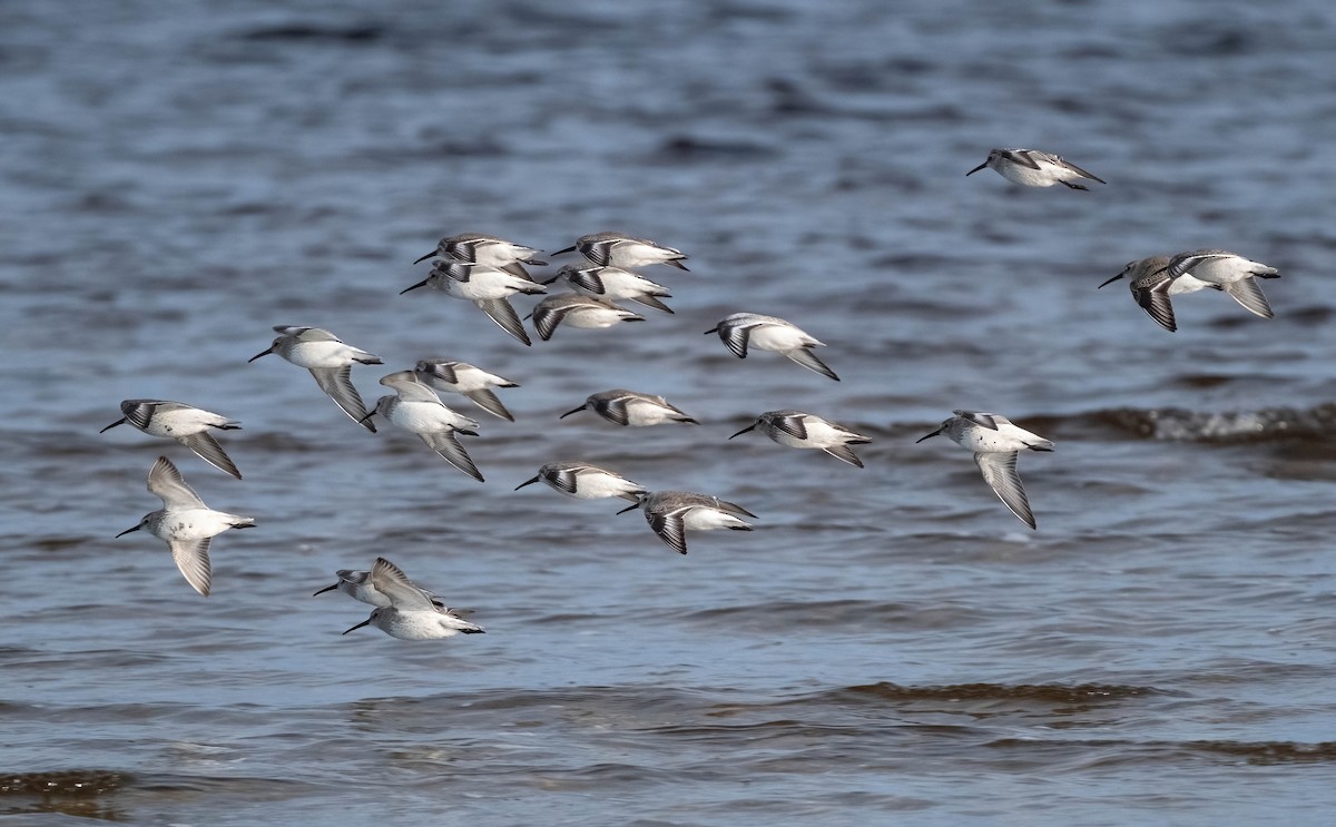 Dunlin - P Carl