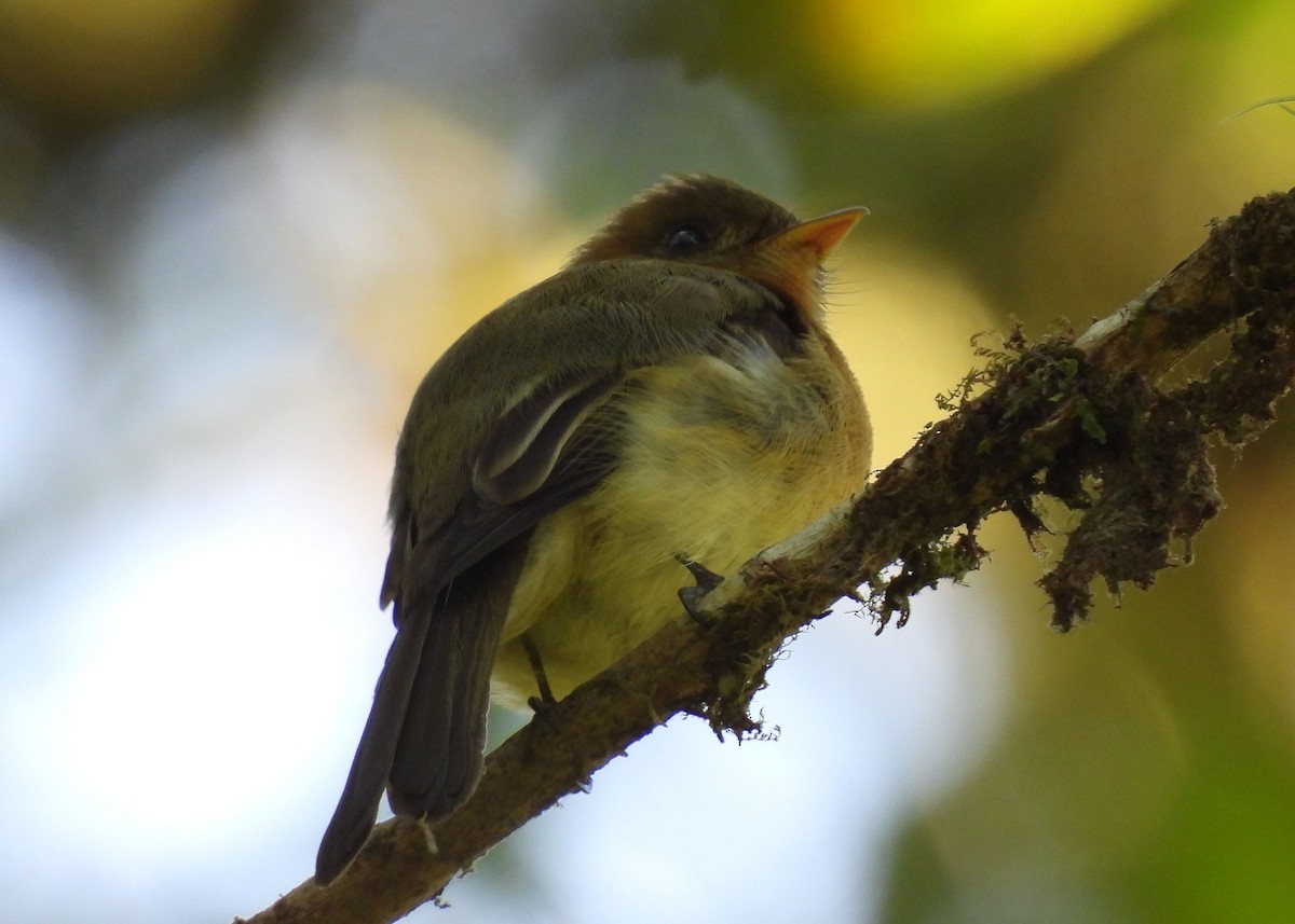 Tufted Flycatcher - ML616725274