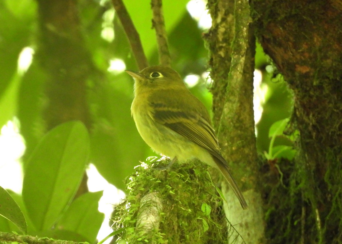 Yellowish Flycatcher - ML616725294