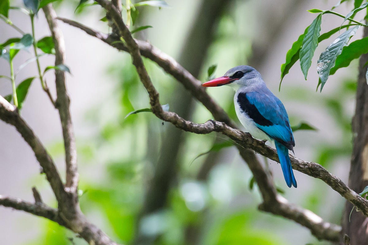 Woodland Kingfisher - ML616725319