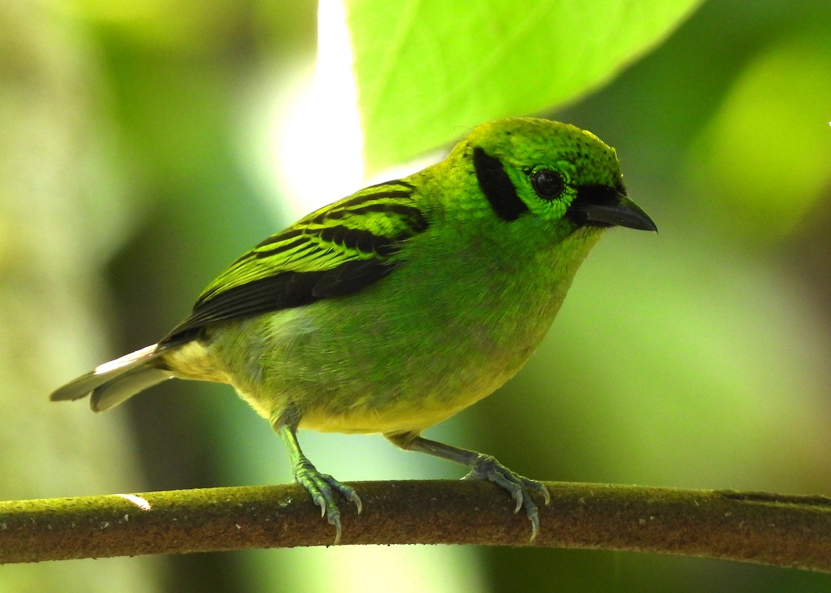 Emerald Tanager - ML616725330