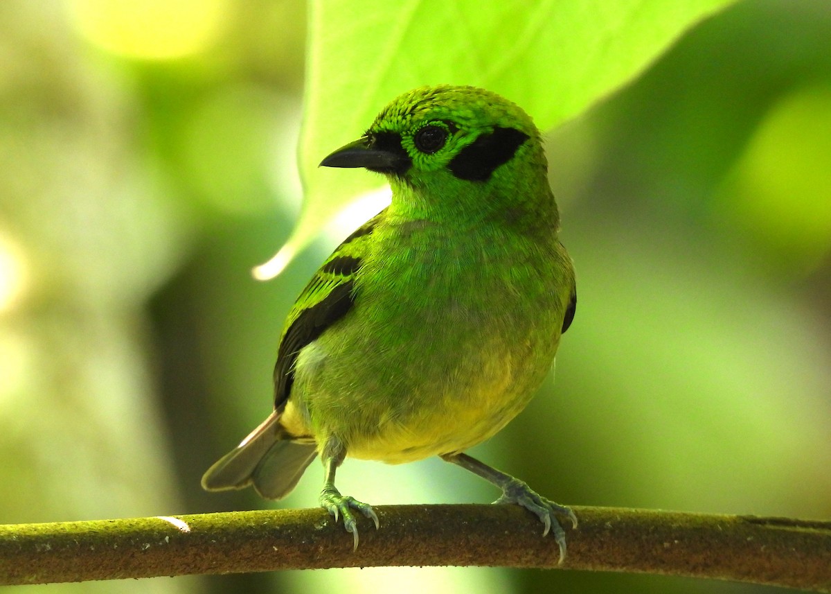 Emerald Tanager - ML616725331