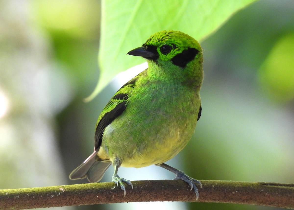 Emerald Tanager - ML616725333