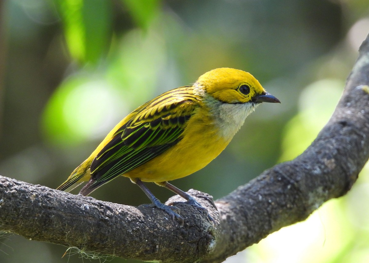 Silver-throated Tanager - ML616725340