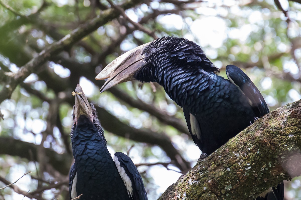 Silvery-cheeked Hornbill - ML616725347