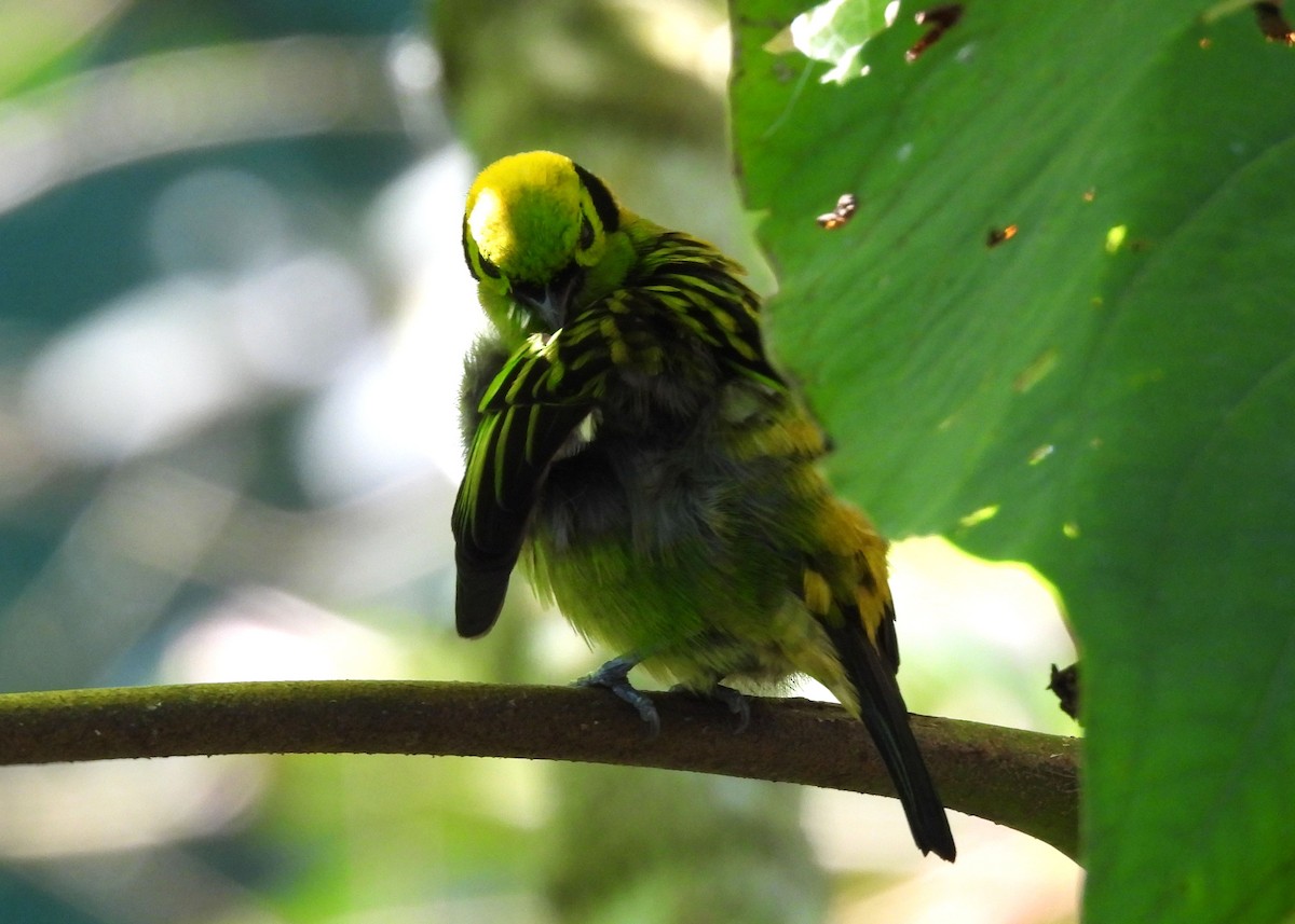 Emerald Tanager - ML616725355