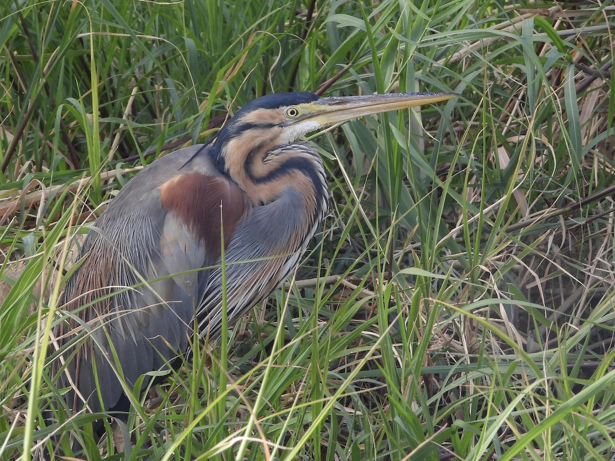 Purple Heron - ML616725411