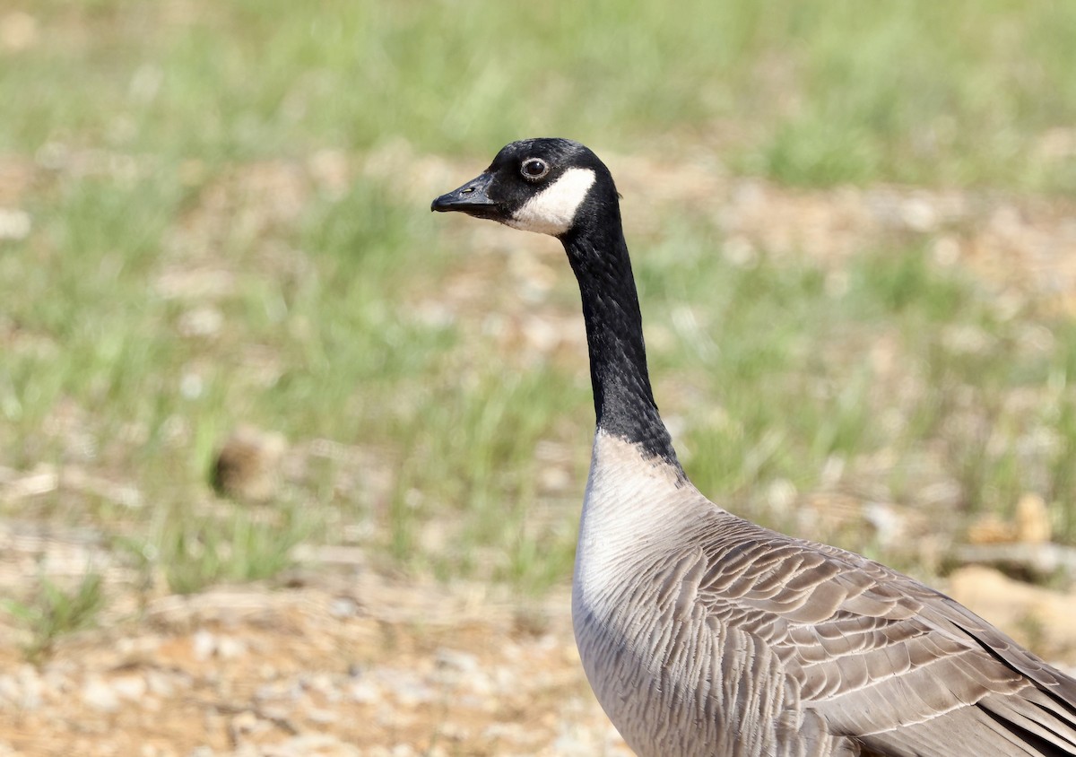 Cackling Goose (Richardson's) - Grace Simms  🐦‍⬛