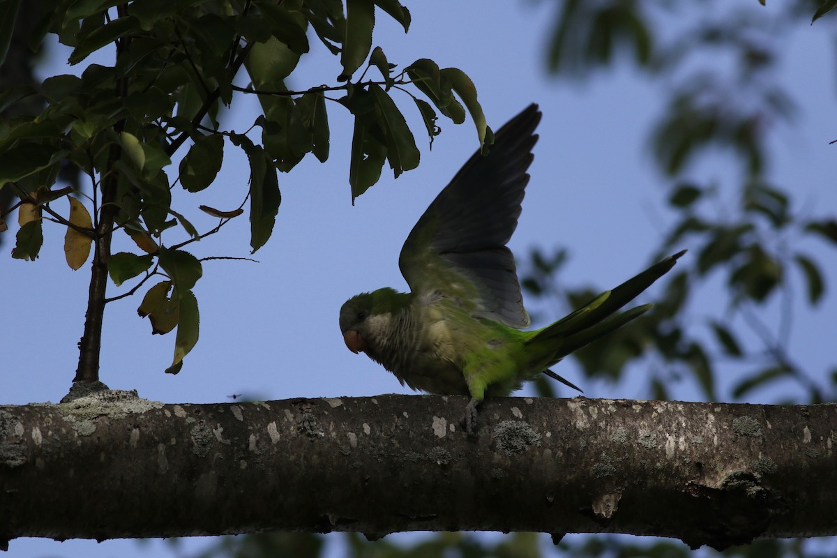 Monk Parakeet (Monk) - Lily Morello