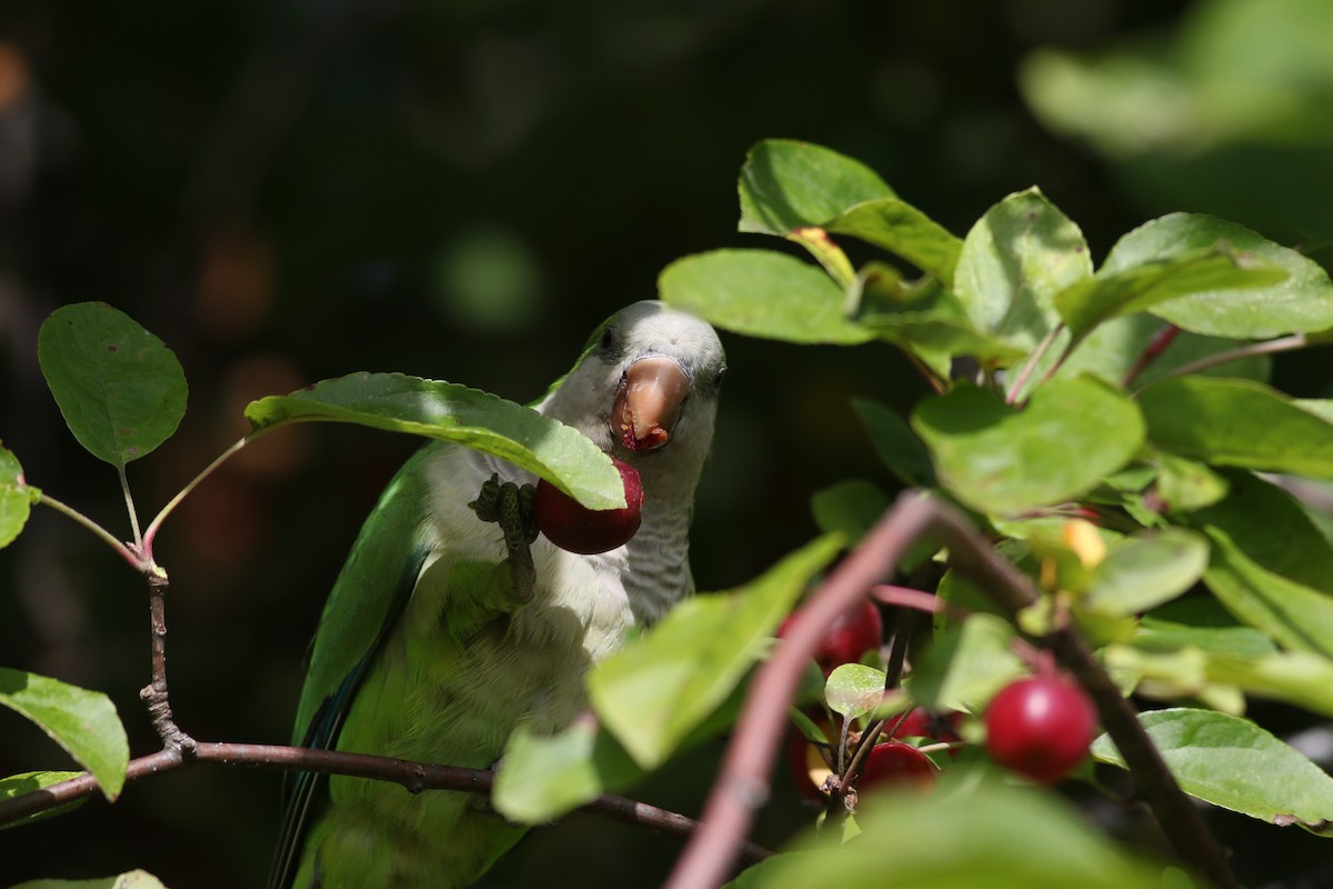 Monk Parakeet (Monk) - Lily Morello