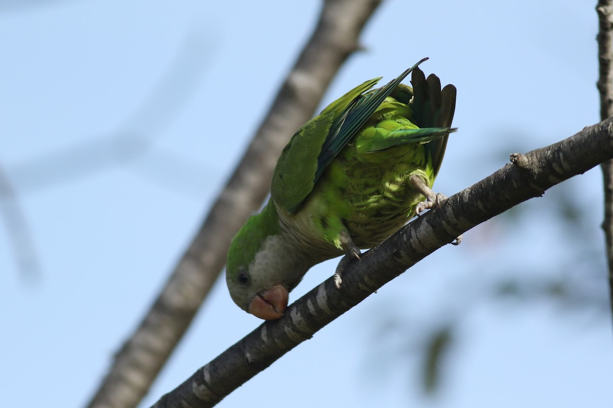 Monk Parakeet (Monk) - Lily Morello