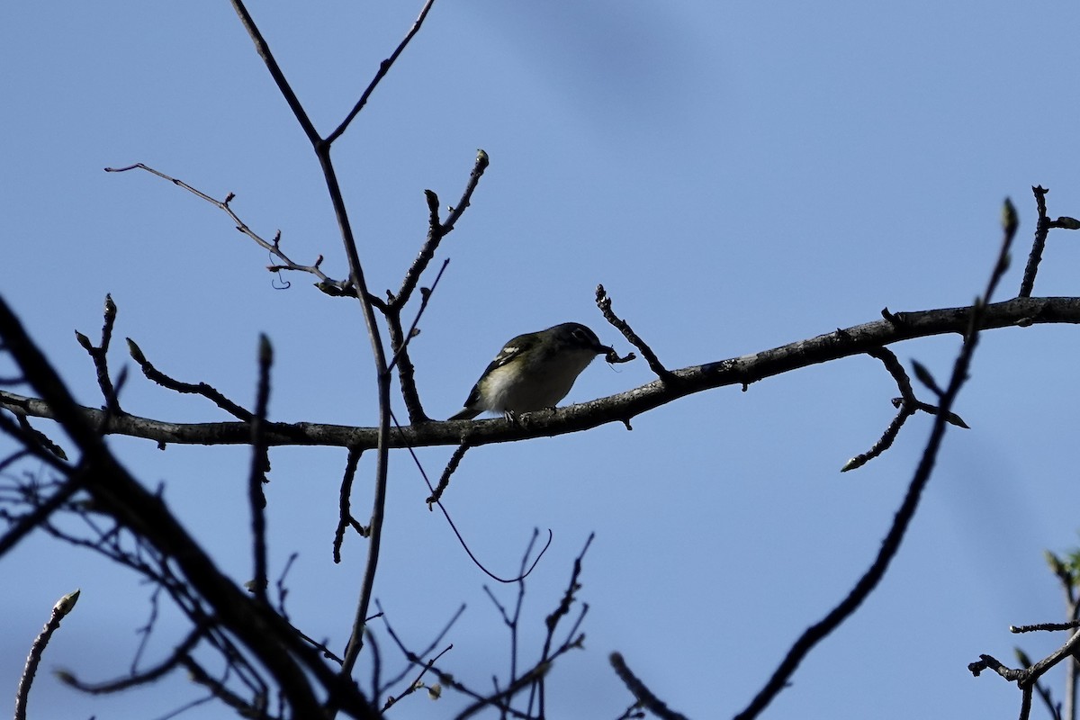 Blue-headed Vireo - ML616725526