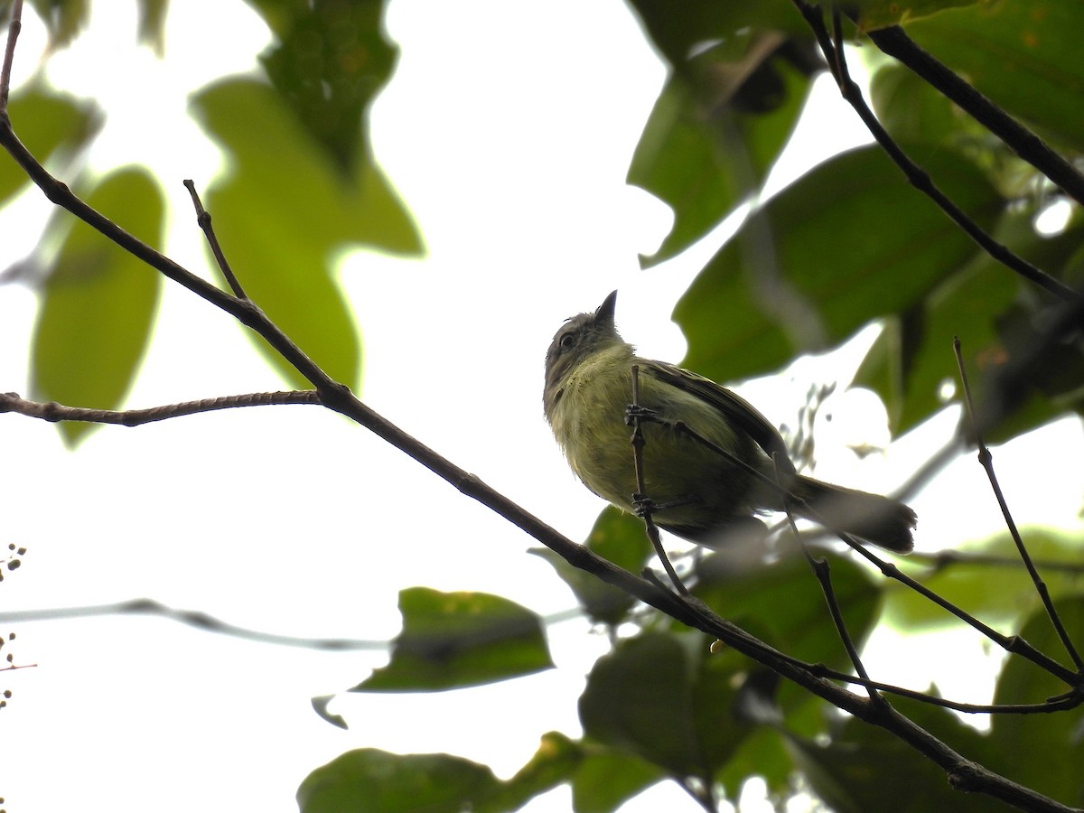 Slender-footed Tyrannulet - ML616725536