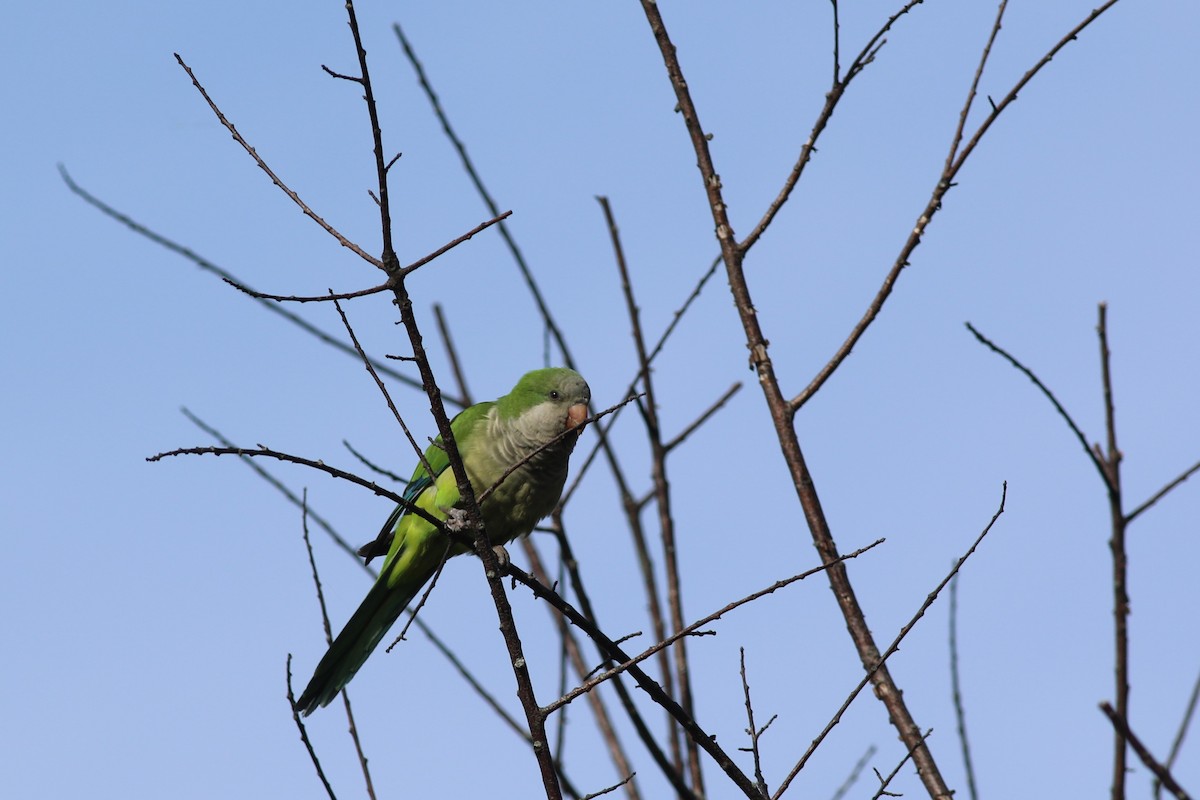 Monk Parakeet (Monk) - Lily Morello