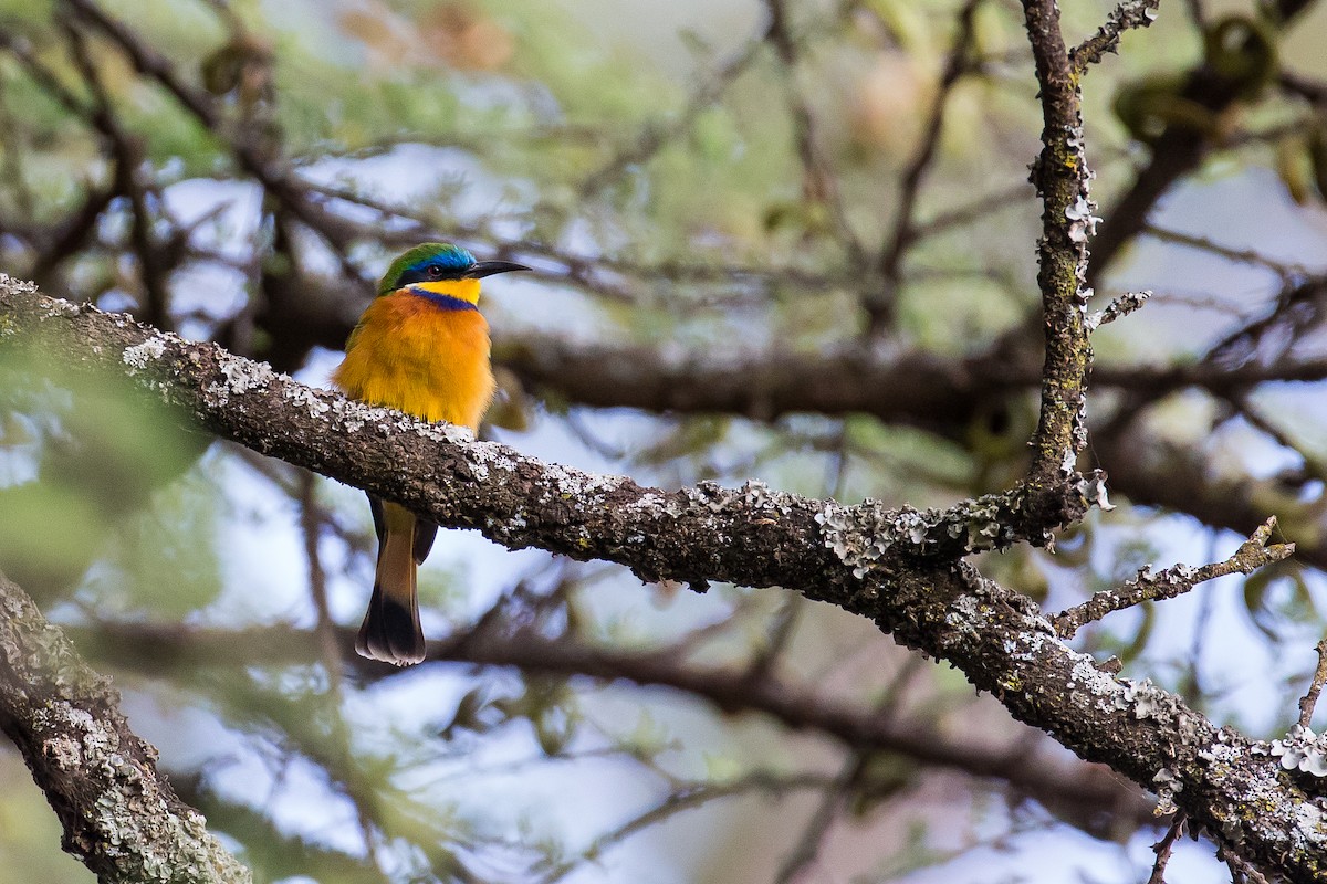 Ethiopian Bee-eater - ML616725548