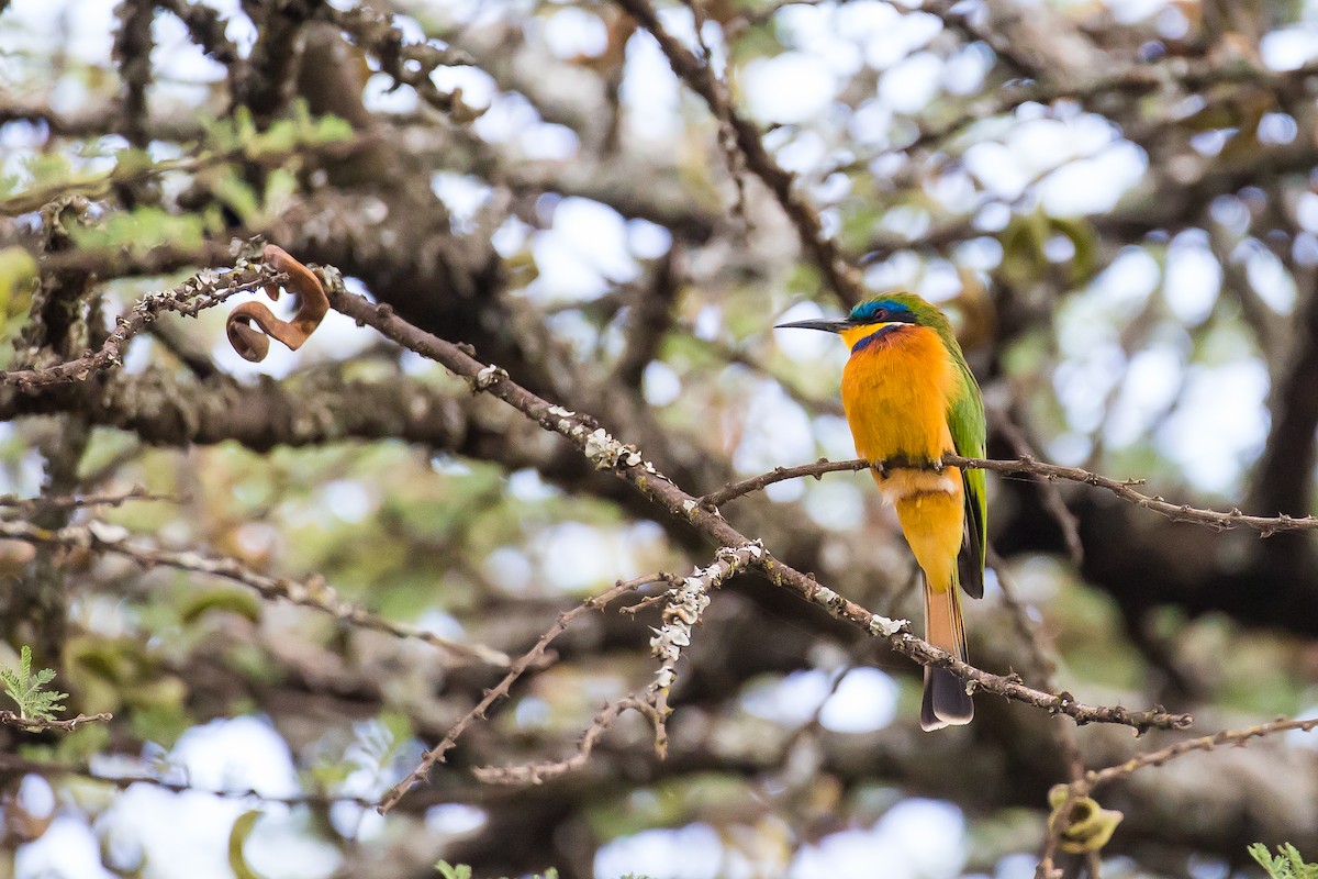 Ethiopian Bee-eater - ML616725551