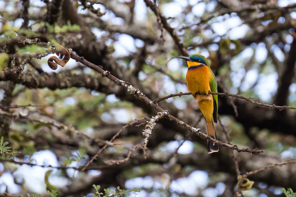 Ethiopian Bee-eater - ML616725553