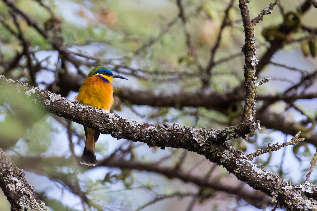 Ethiopian Bee-eater - ML616725555