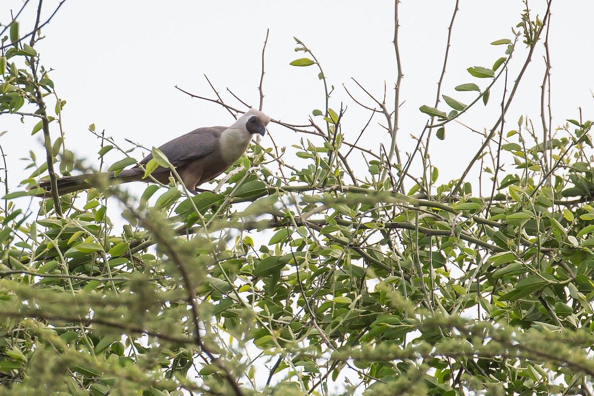 Bare-faced Go-away-bird - ML616725607