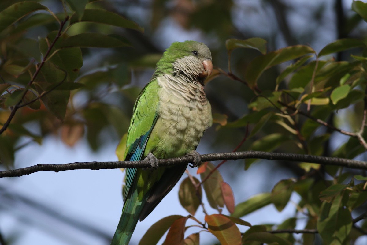 Monk Parakeet (Monk) - Lily Morello