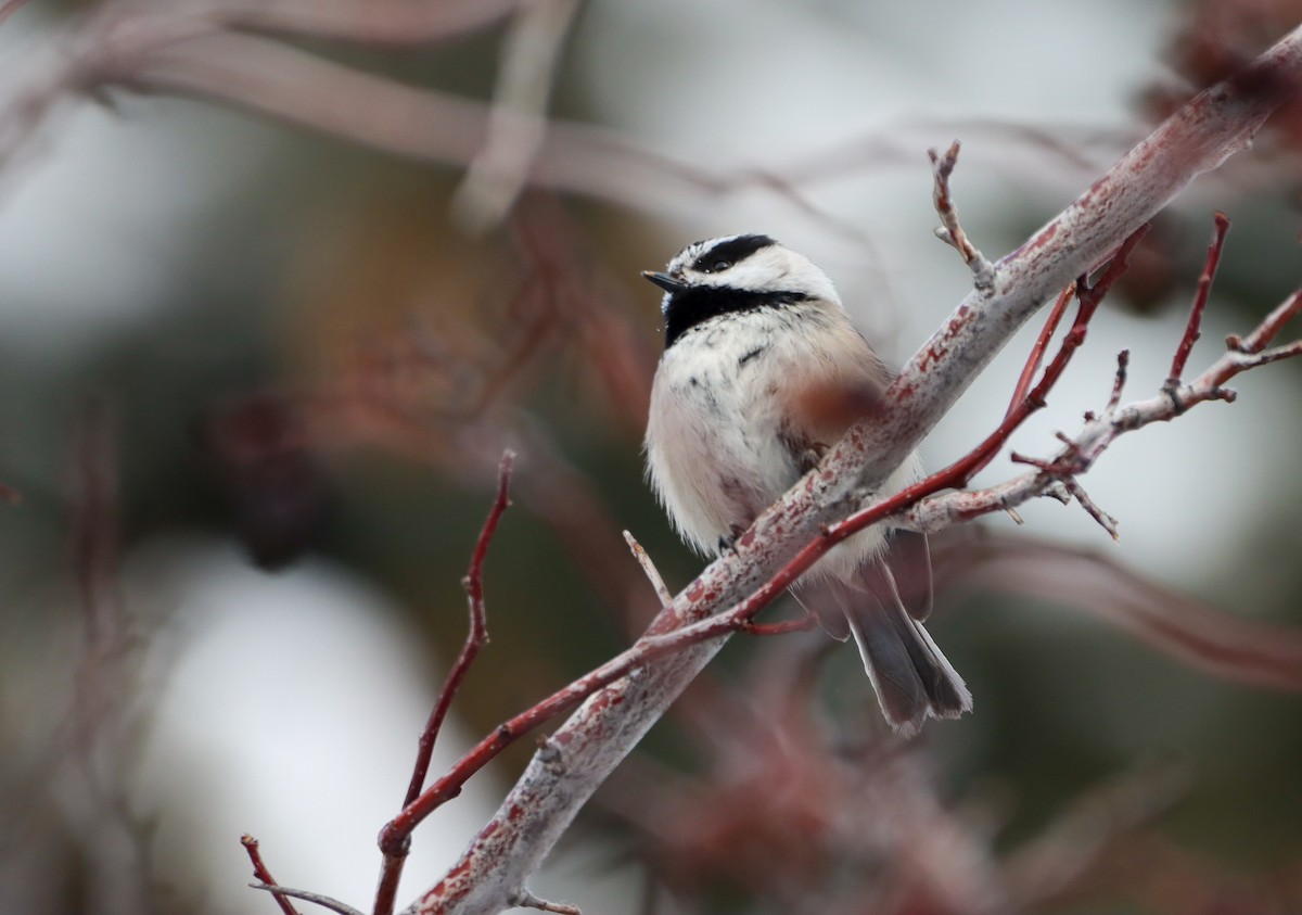 Mésange de Gambel - ML616725637