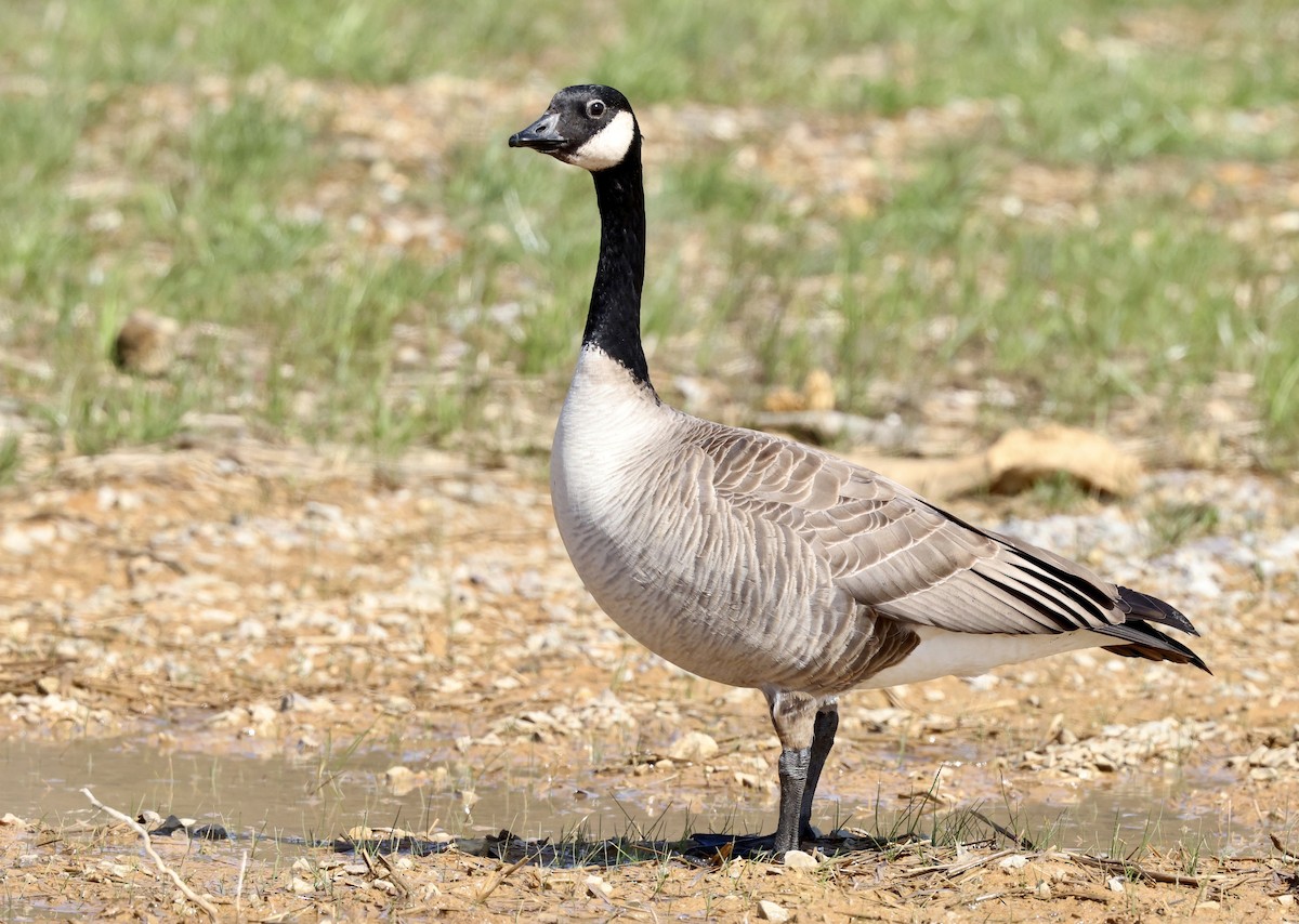 Cackling Goose (Richardson's) - Grace Simms  🐦‍⬛