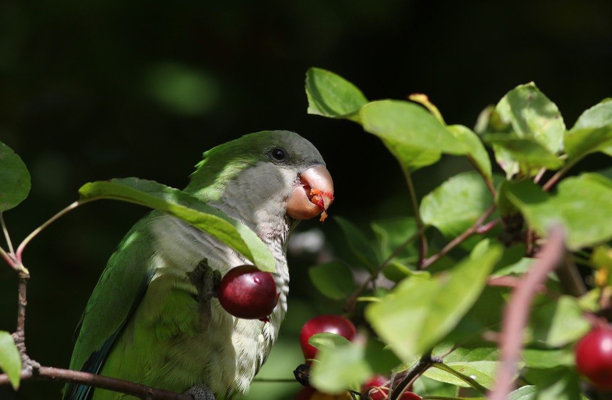 Monk Parakeet (Monk) - Lily Morello