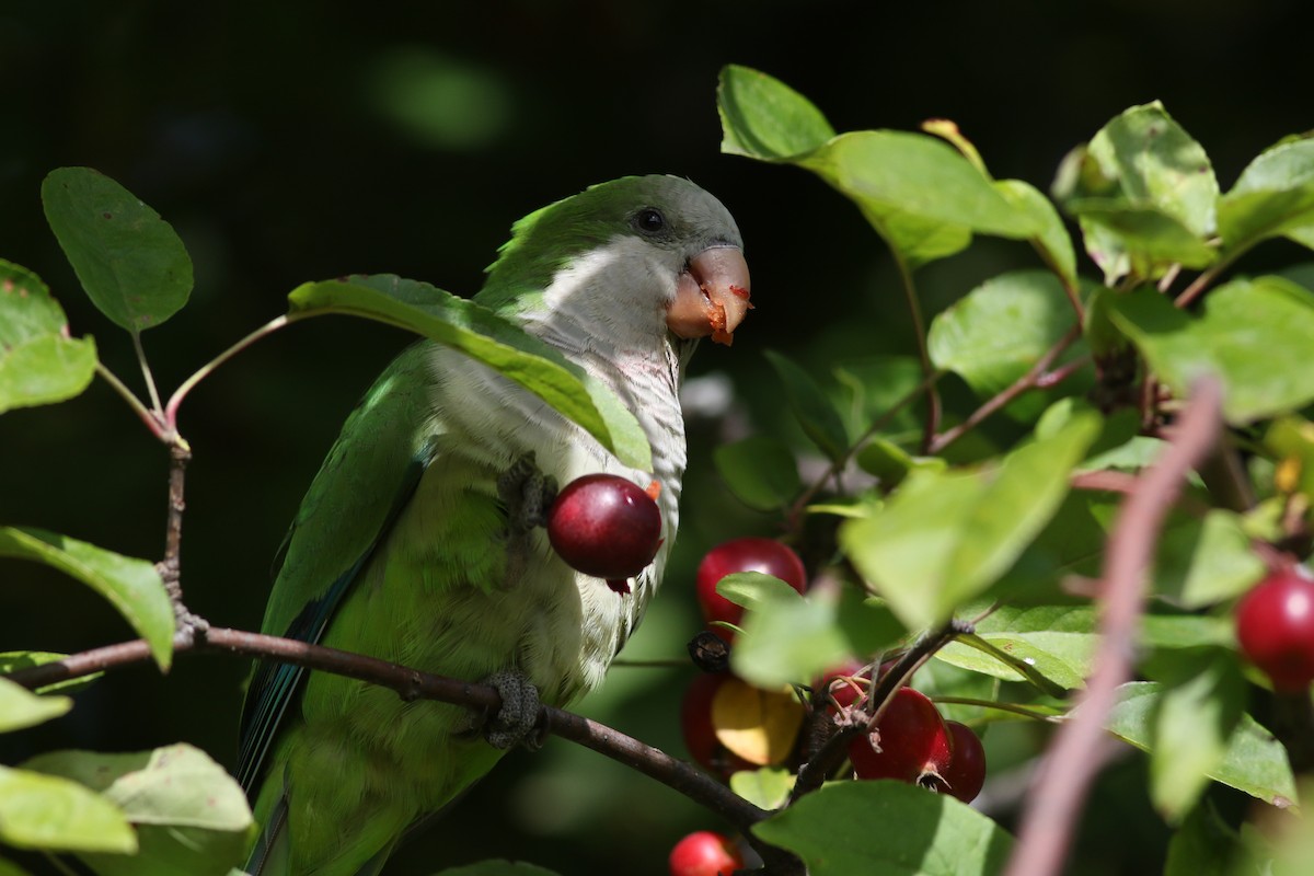 Monk Parakeet (Monk) - ML616725718