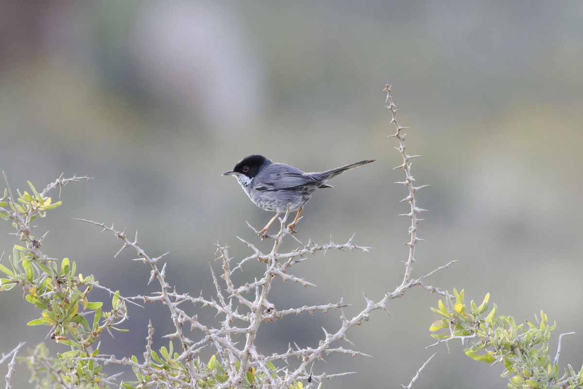 Cyprus Warbler - David Wright