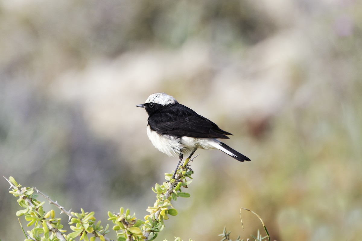 Cyprus Wheatear - ML616725816