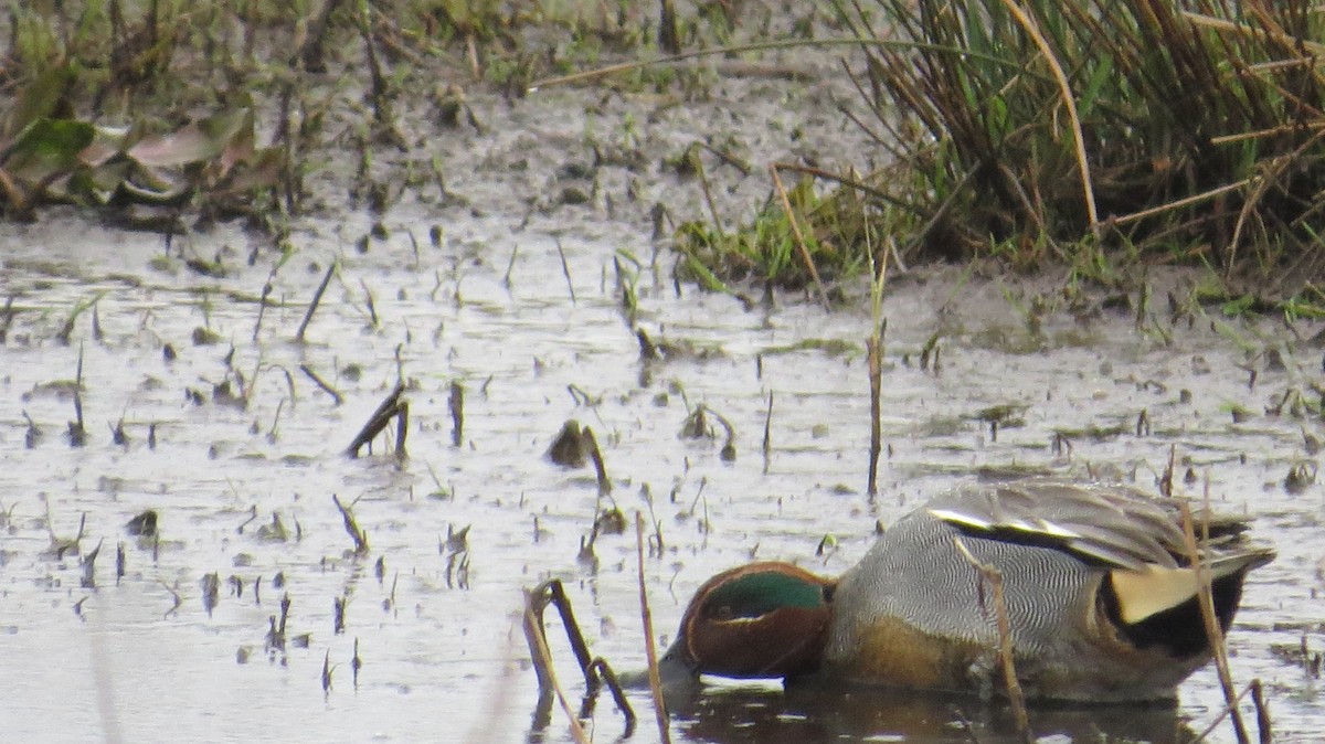 Green-winged Teal - ML616725823