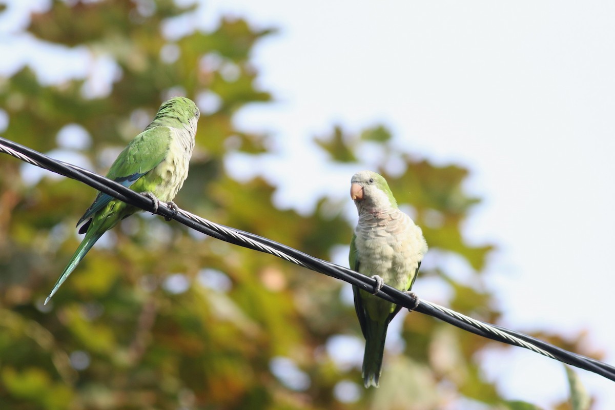 Monk Parakeet (Monk) - Lily Morello