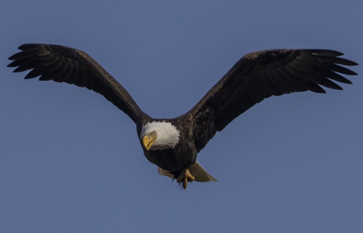 Bald Eagle - ML616725884