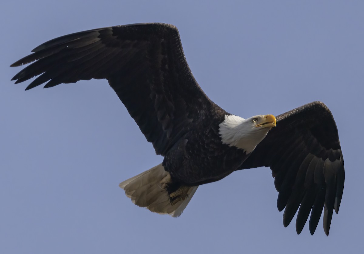 Bald Eagle - ML616725885