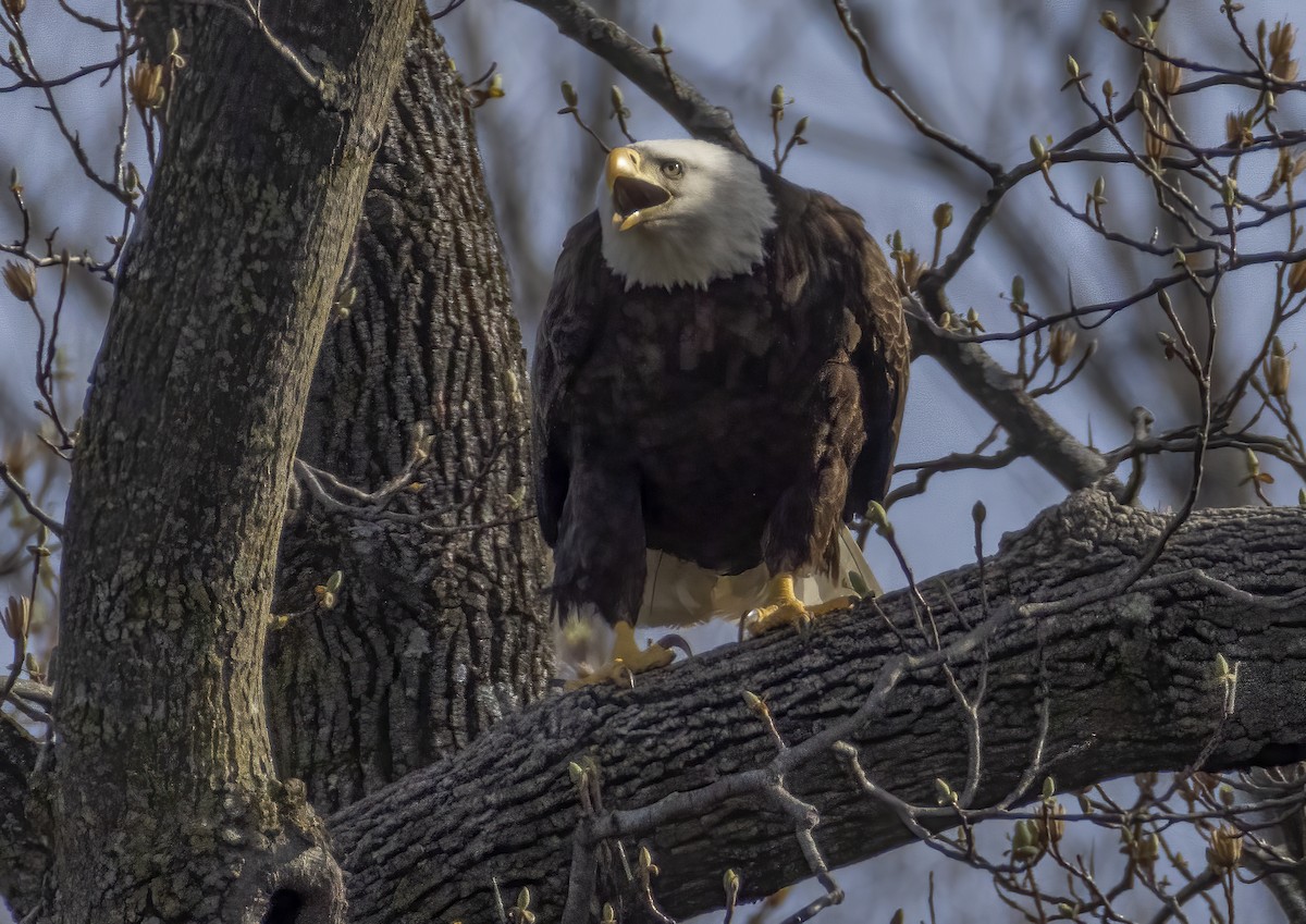 Bald Eagle - ML616725886