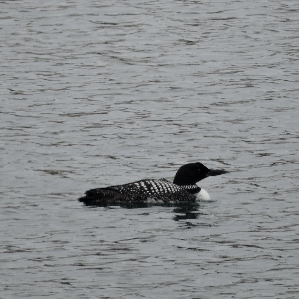 Common Loon - ML616725887