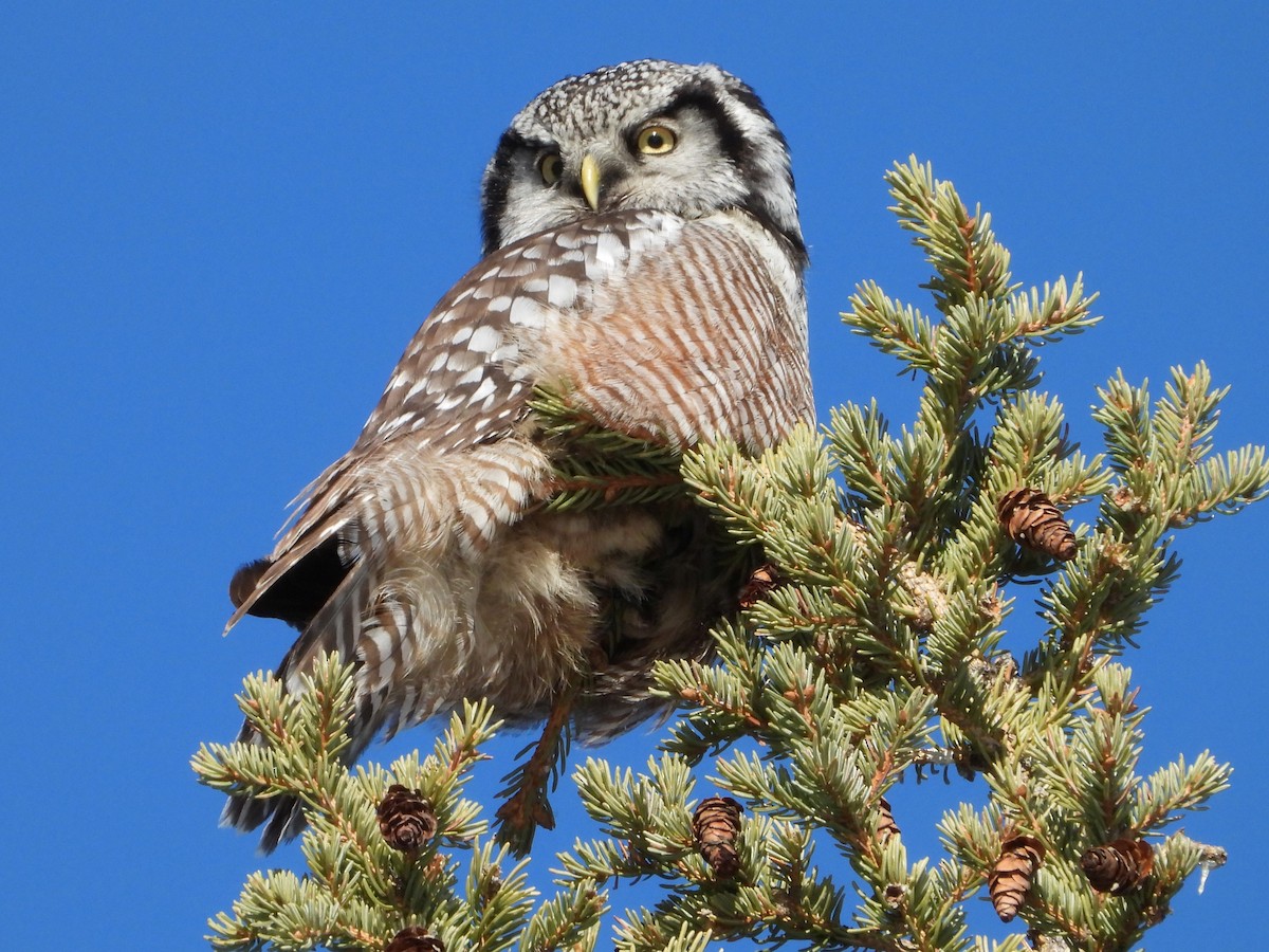 Northern Hawk Owl - Gerald Frost