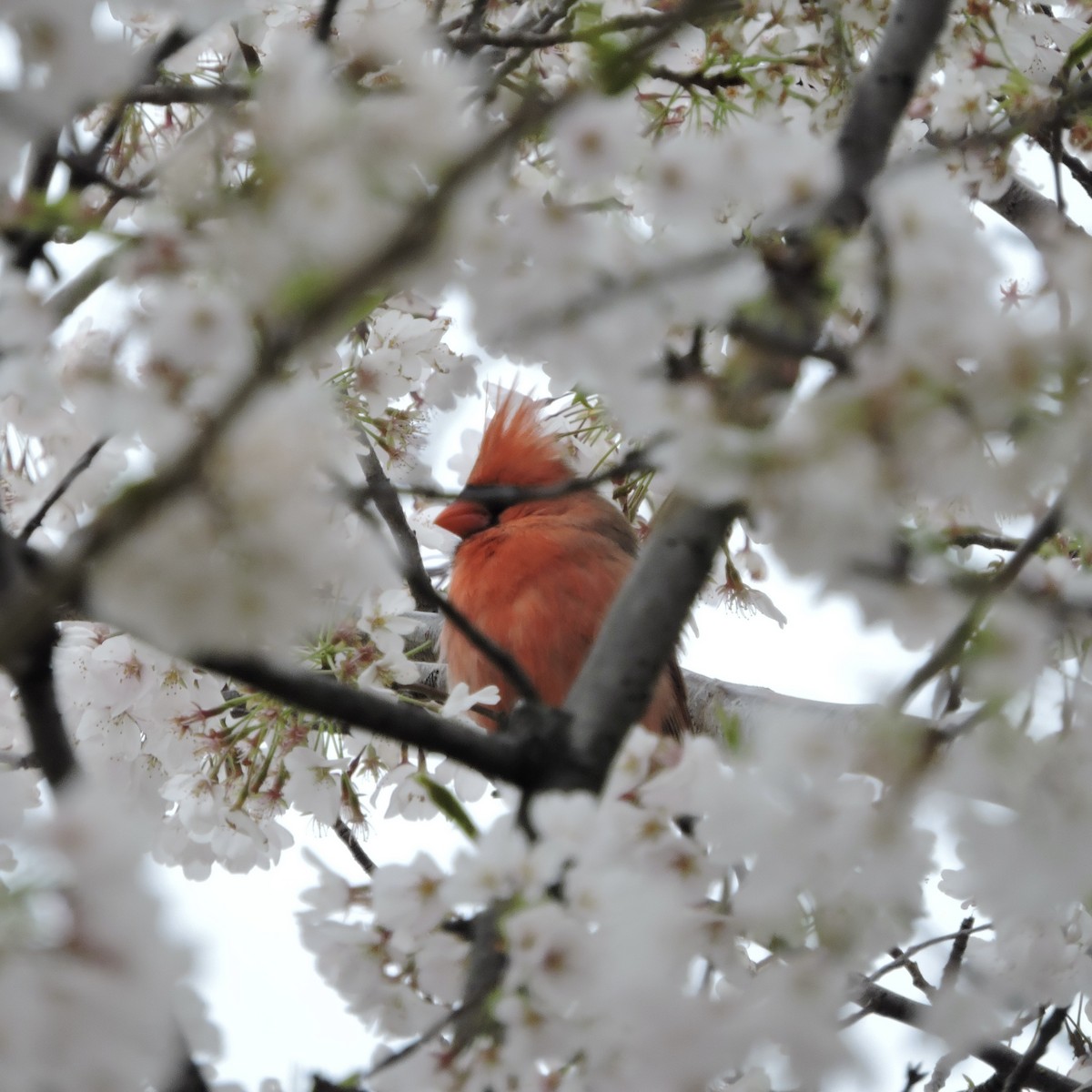 Northern Cardinal - ML616725907