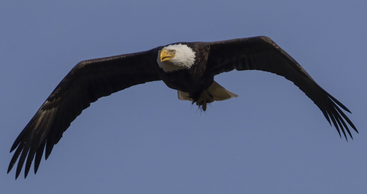 Bald Eagle - ML616725909