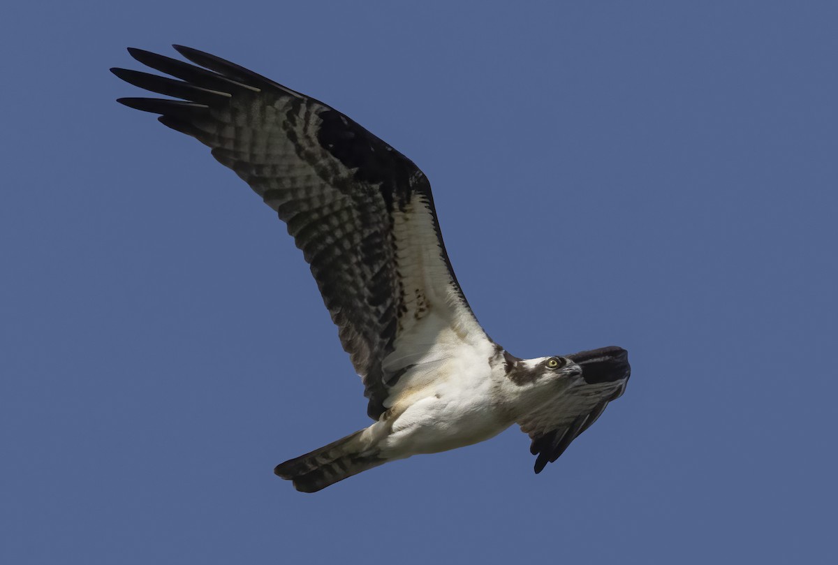 Águila Pescadora - ML616725930