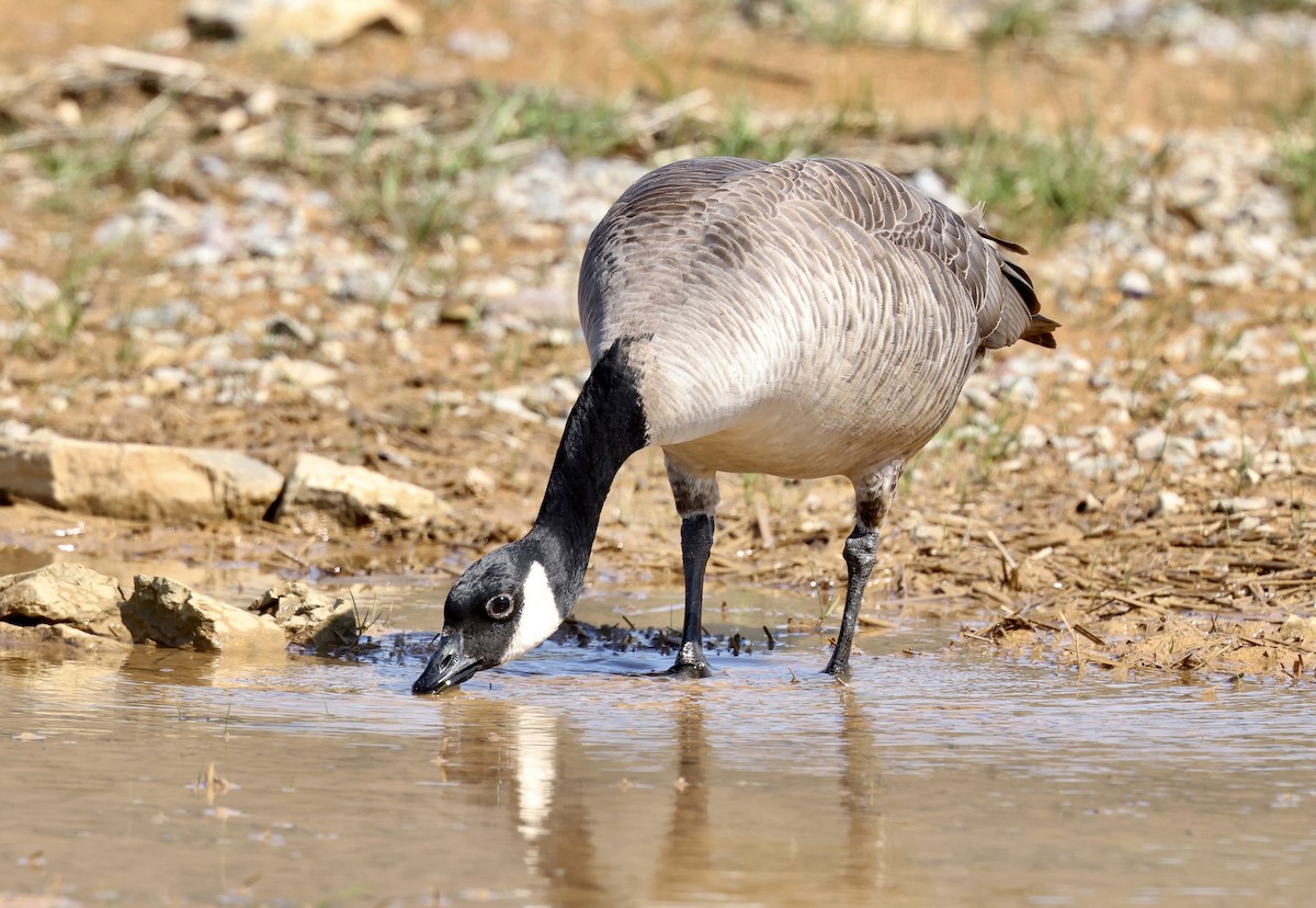 Cackling Goose (Richardson's) - ML616725938