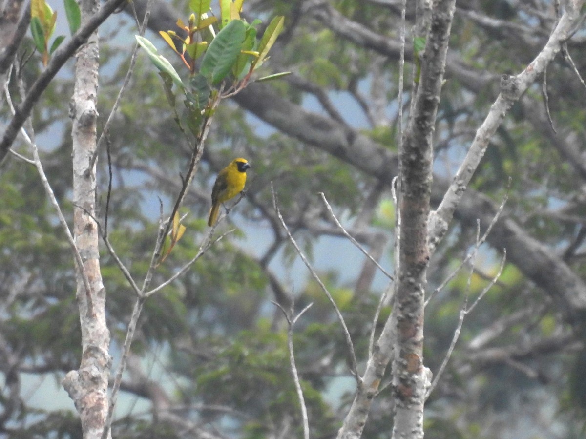 Yellow-green Grosbeak - ML616725945