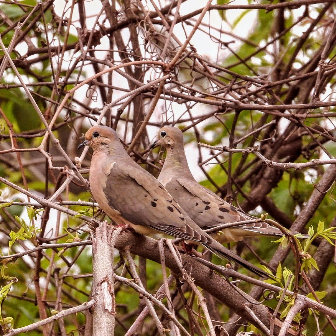 Mourning Dove - Caleb Persia