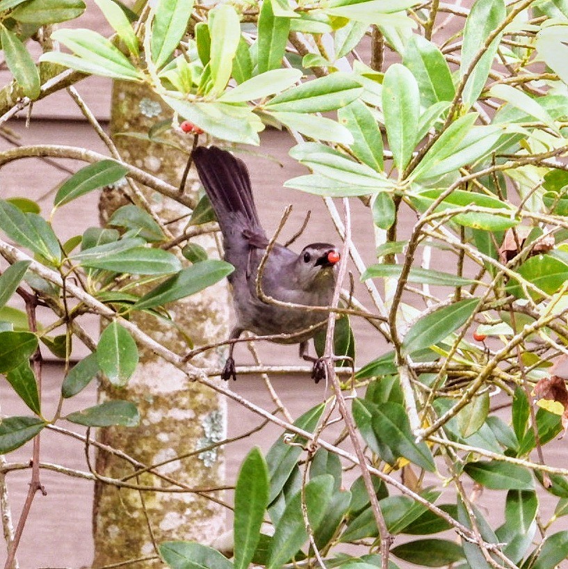 Gray Catbird - Caleb Persia