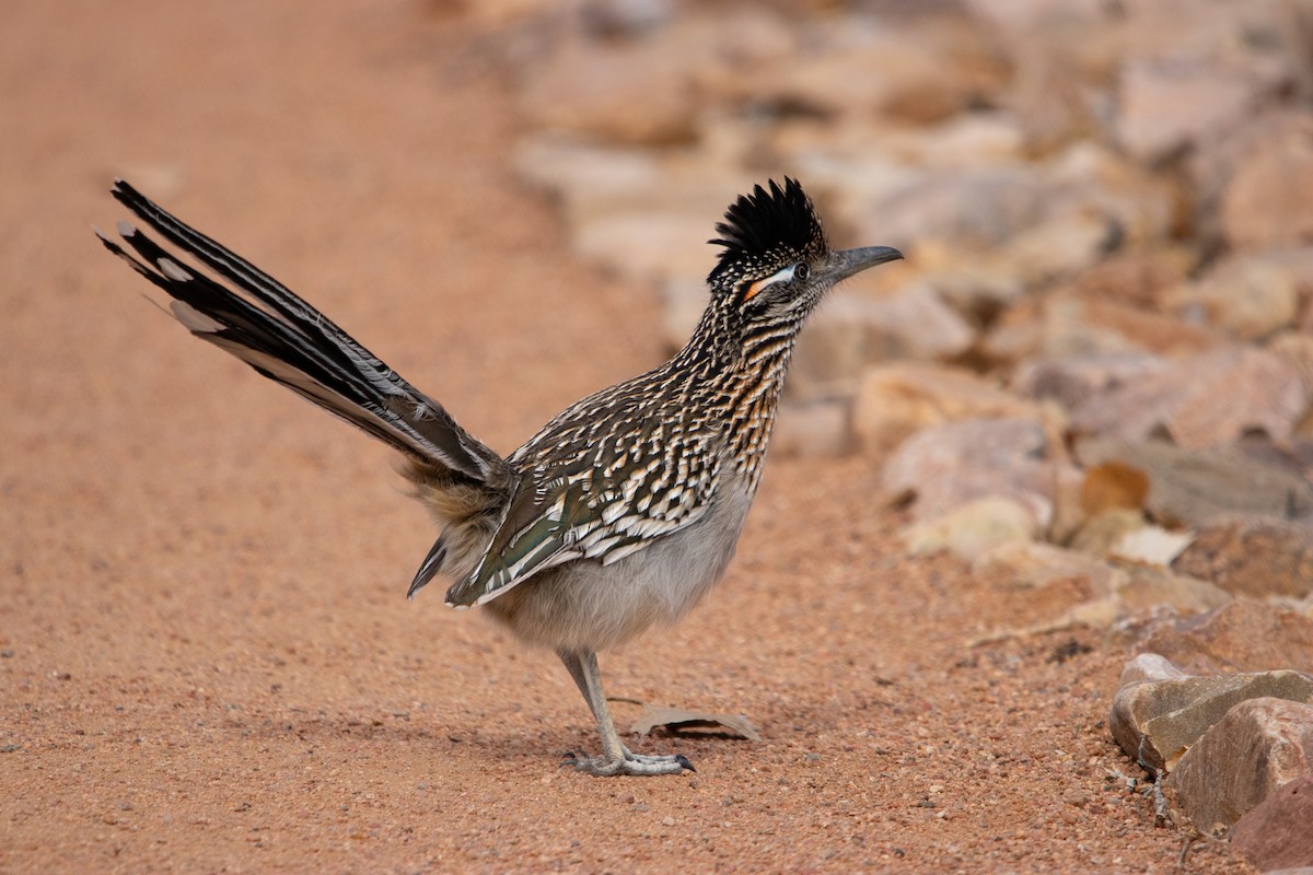 Greater Roadrunner - ML616726147