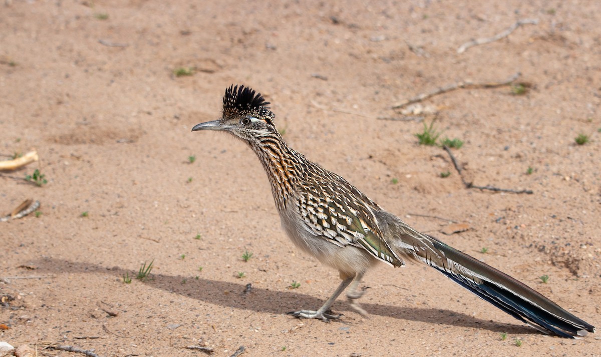 Greater Roadrunner - ML616726148