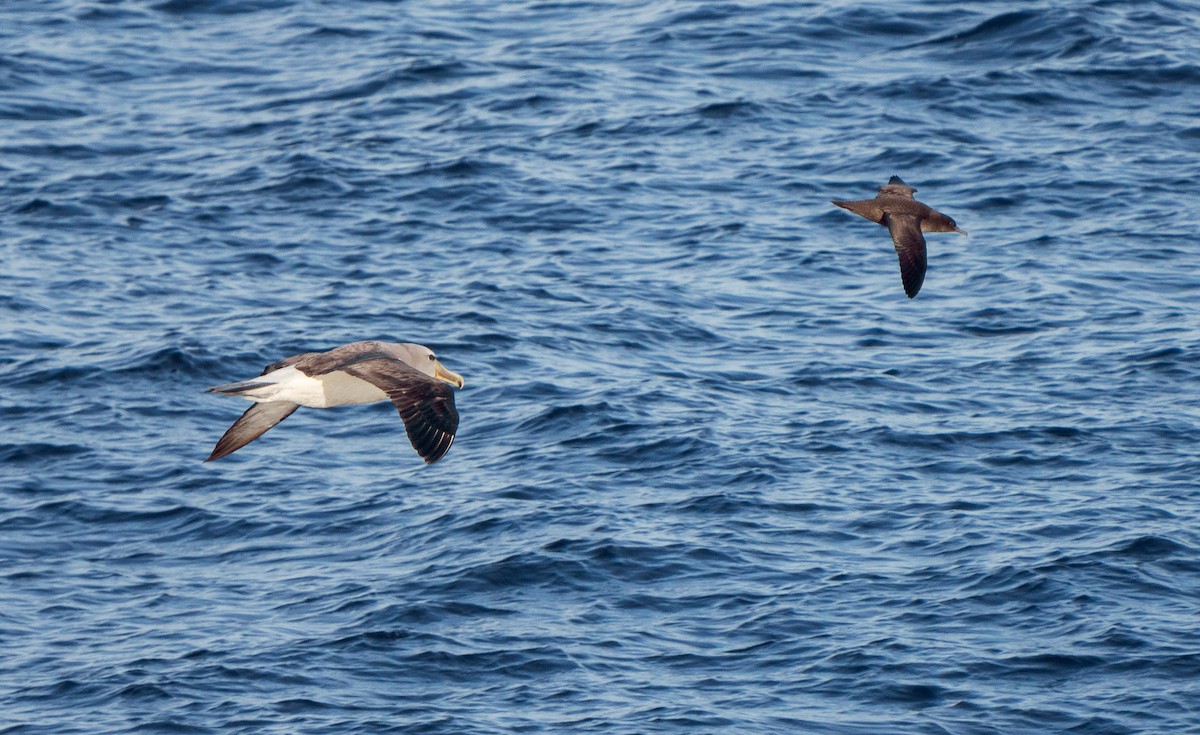 Salvin's Albatross - ML616726183