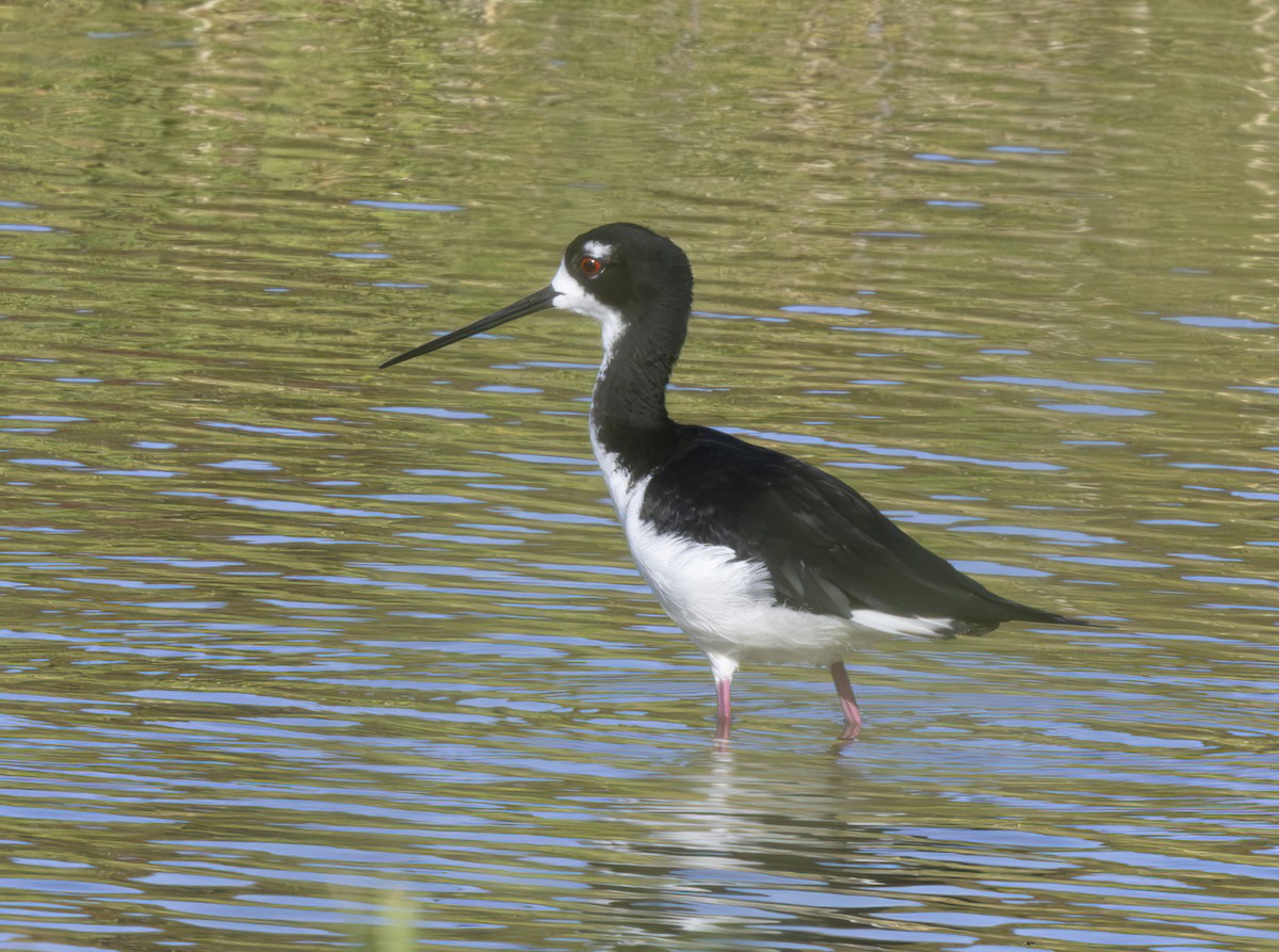 Cigüeñuela Cuellinegra (Hawaiana) - ML616726219