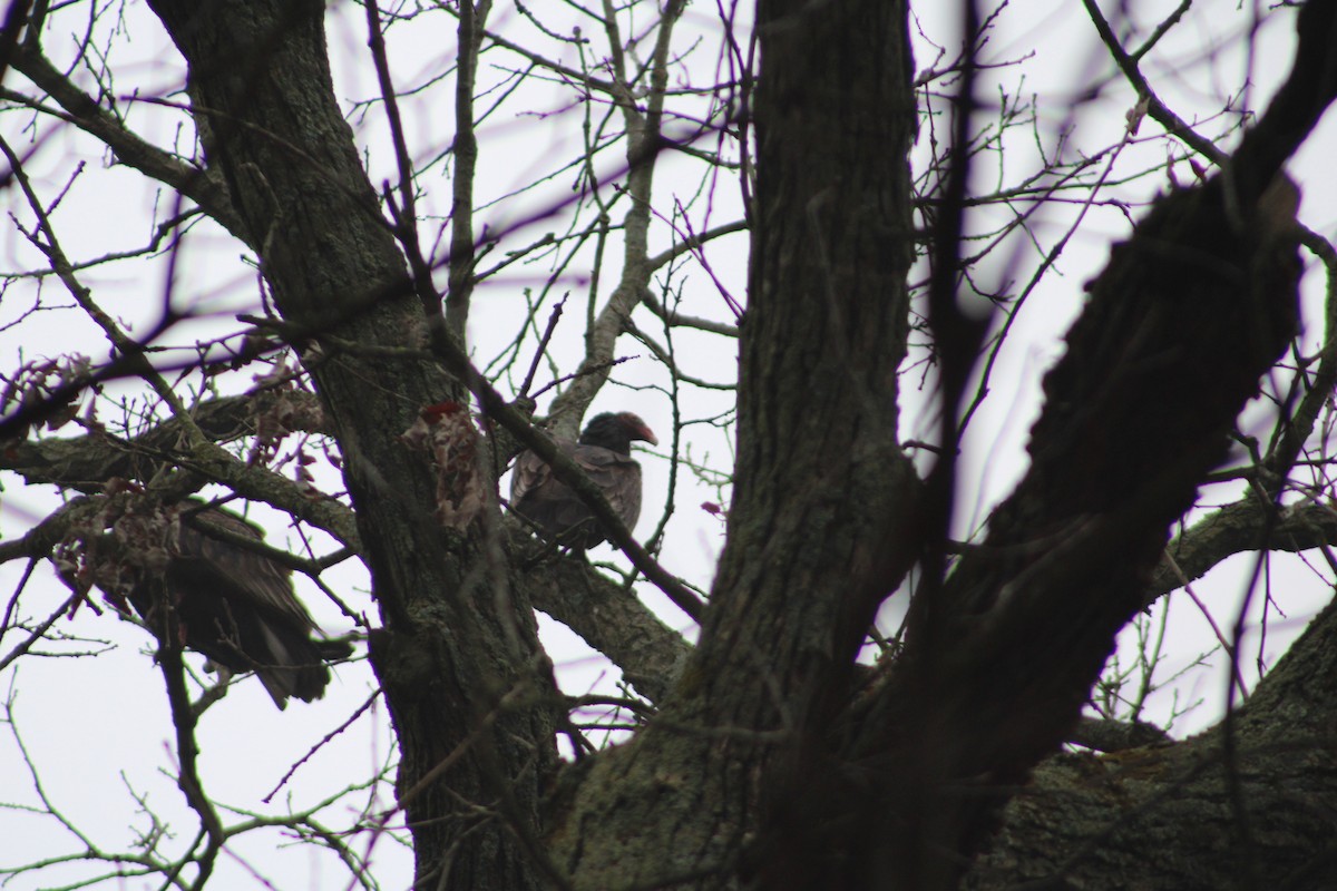 Turkey Vulture - ML616726243